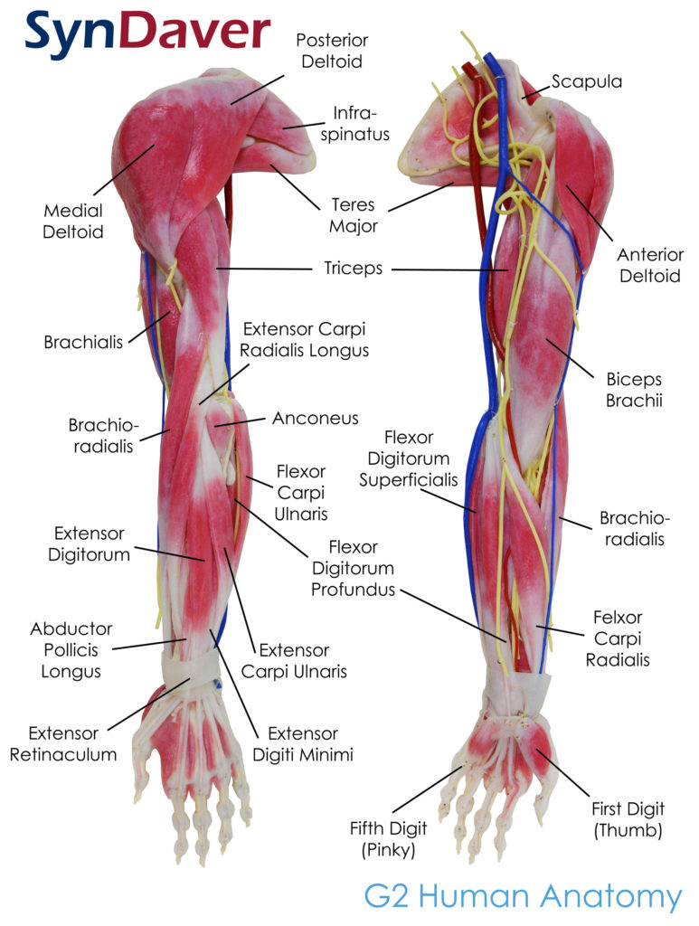 Anatomy Arm Labeled Syndaver