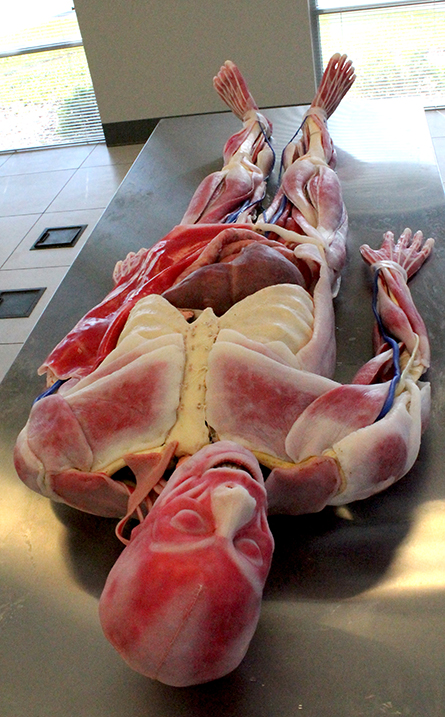 SynDaver Labs to exhibit synthetic human at funeral service workshop