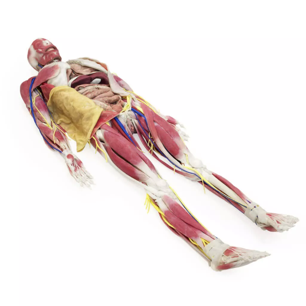 SynDaver® Anatomy Model | SynDaver