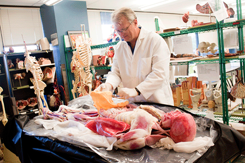 Synthetic Cadavers Bring Anatomy Education to Life