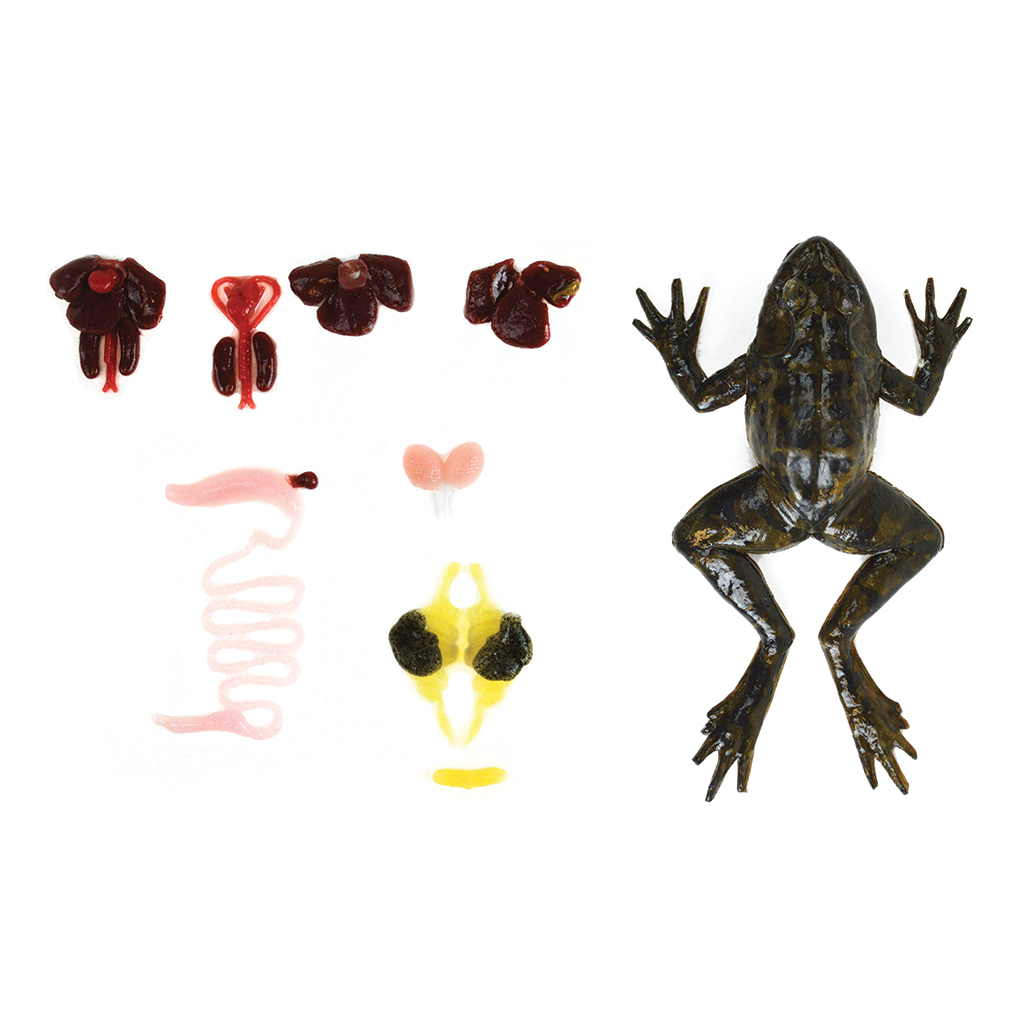 virtual frog dissection free download